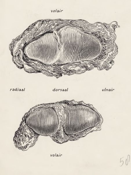J Tinkelenberg, Musculoskeletal system of the hand and wrist