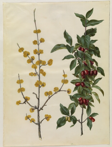 Hans Simon Holtzbecker, Cornus mas (kirsebær-kornel)