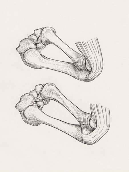 J Tinkelenberg, Musculoskeletal system of the upper extremity
