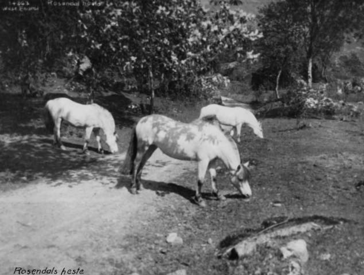 Anders Beer Wilse, -7962
