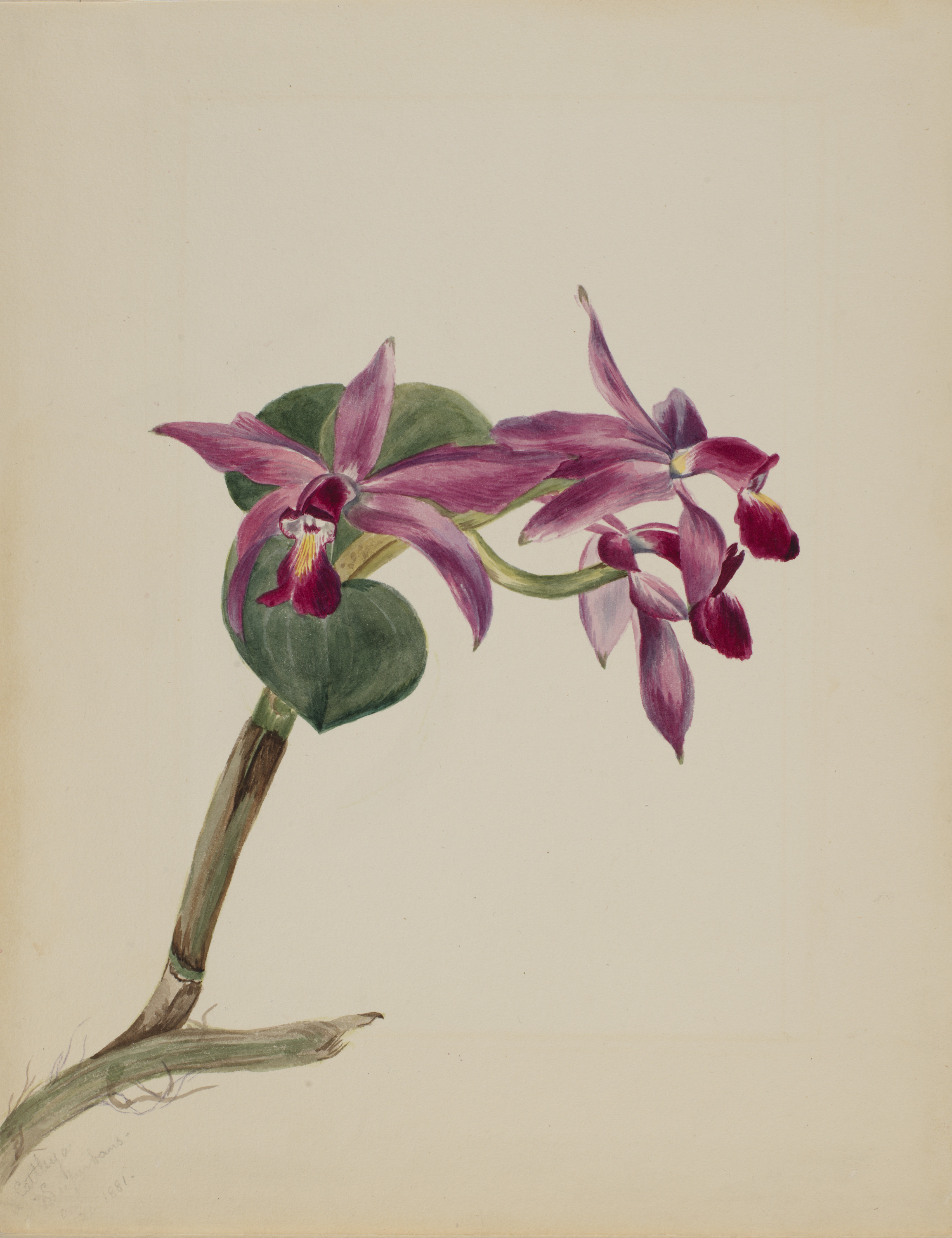 Mary Vaux Walcott, Cattlaya superbus