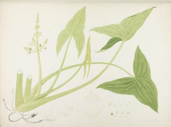 unknown, Flowers and Fruits