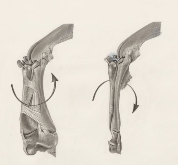 H.G Wetselaar, Muscular tissue of a lizards leg, seen from two sides