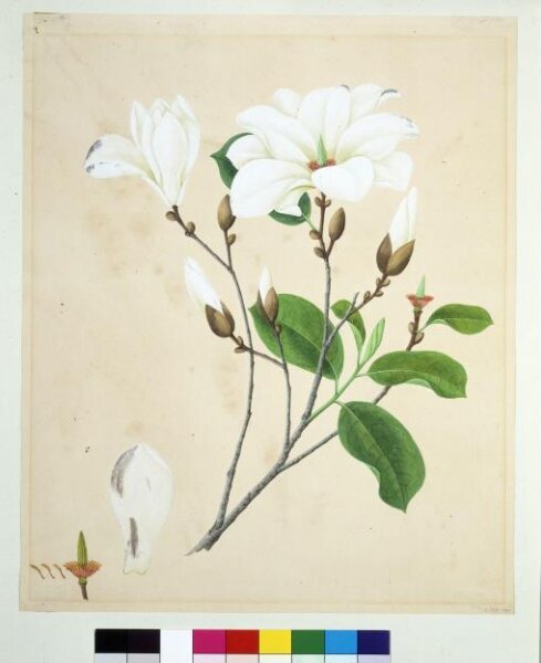 Unknown, Magnolia