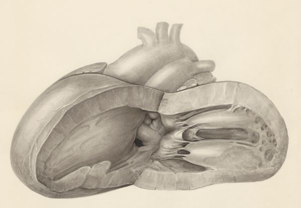 H.G Wetselaar, Heart