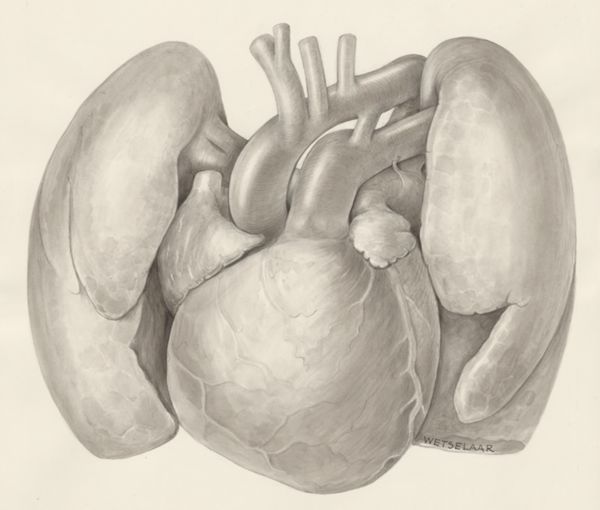 H.G Wetselaar, Cardiovascular system