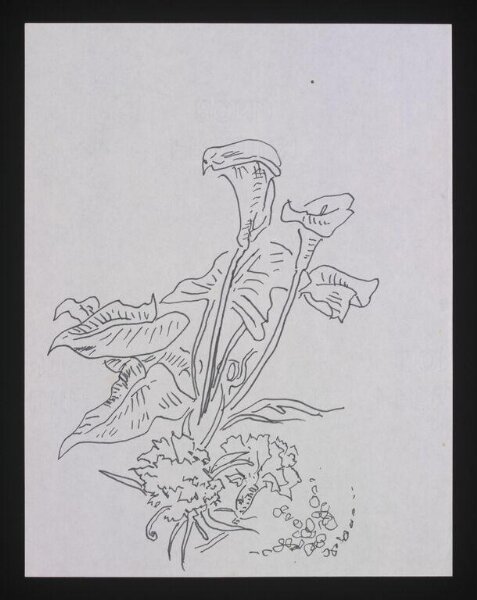 Beaton, Cecil (Sir), Drawing