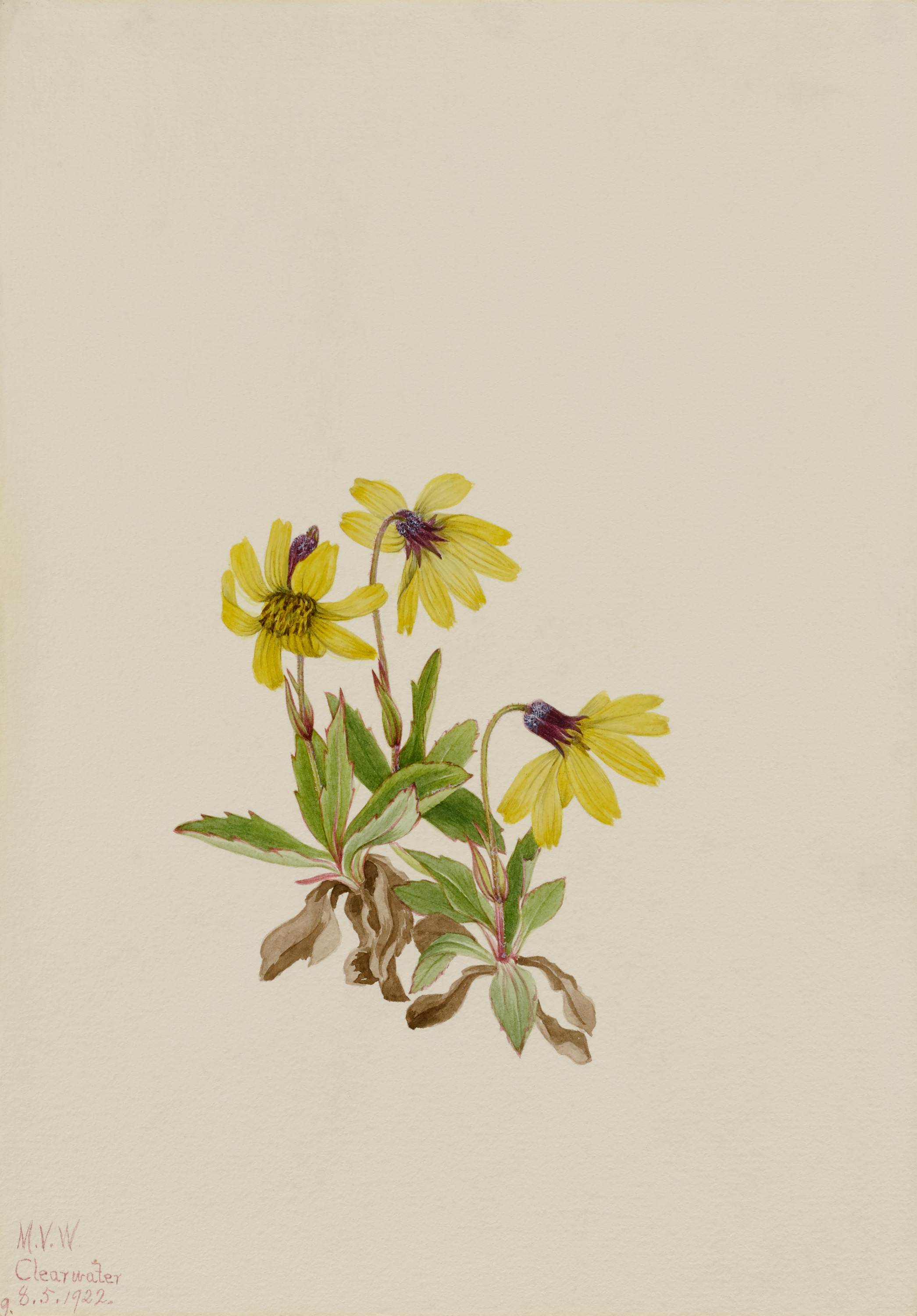 Mary Vaux Walcott, Lake Louise Arnica (Arnica louisiana)