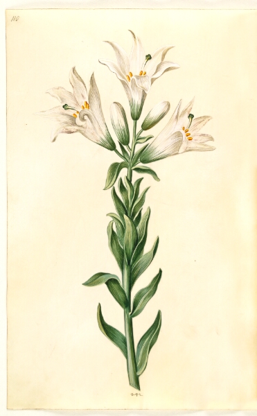 Hans Simon Holtzbecker, Lilium candidum (madonna-lilje)