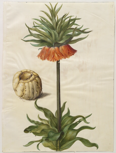 Hans Simon Holtzbecker, Fritillaria imperialis (kejserkrone)