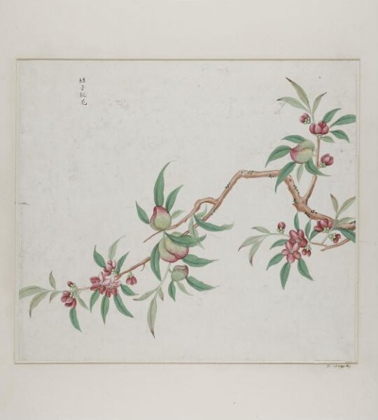 Unknown, Jie zi tao hua
