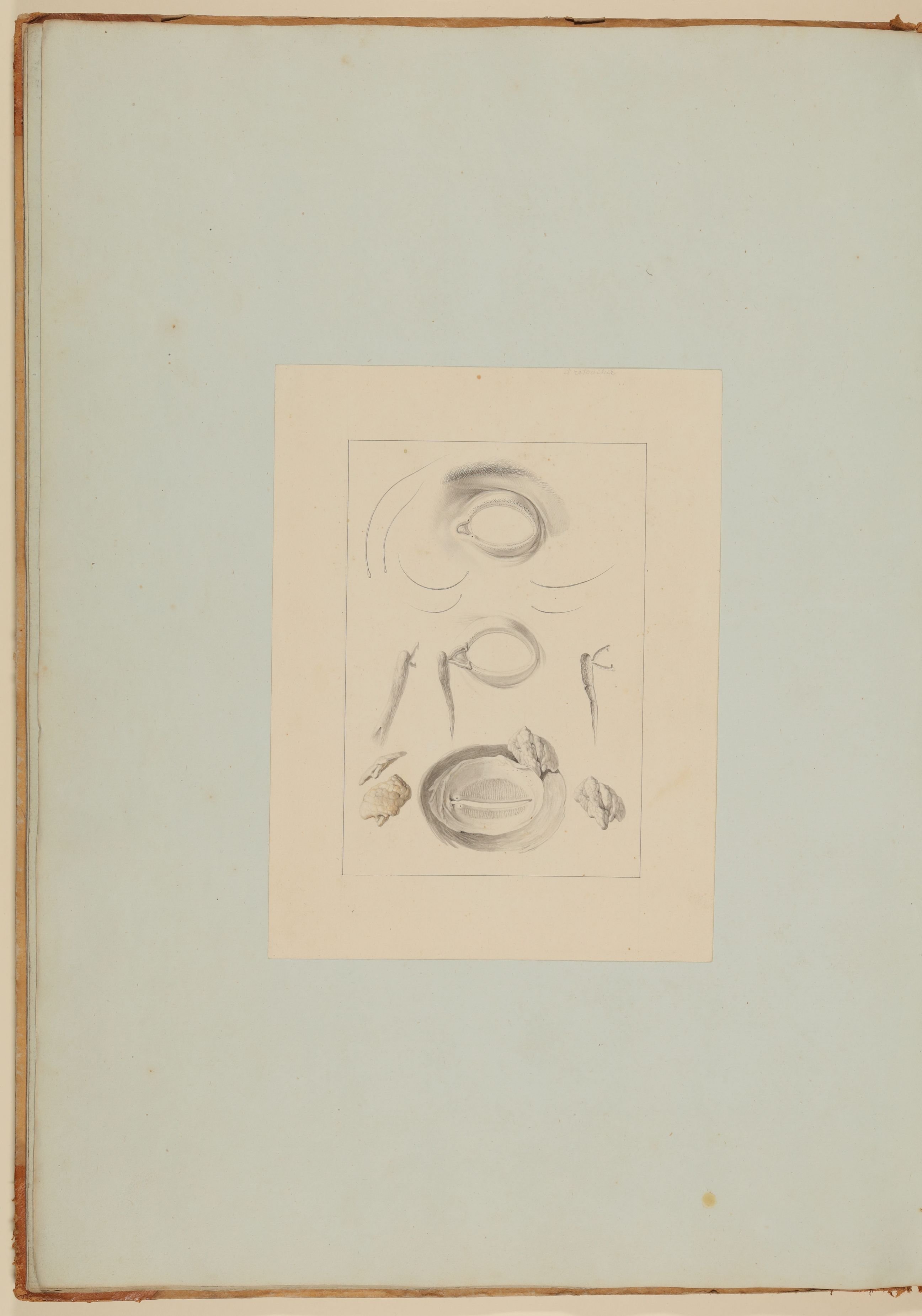 Christian Koeck, Augenlider, Tränenkanal, Tränendrüse sowie inwendige Fläche der Augenlider mit Schmalzdrüsen [Vorzeichnung zu Samuel Thomas Soemmerring, Abbildungen des menschlichen Auges, Frankfurt am Main 1801, Tafel II ("schattierte" Darstellung), Fig. 5, 17, 16, 18, 12, 13, 15, 11]