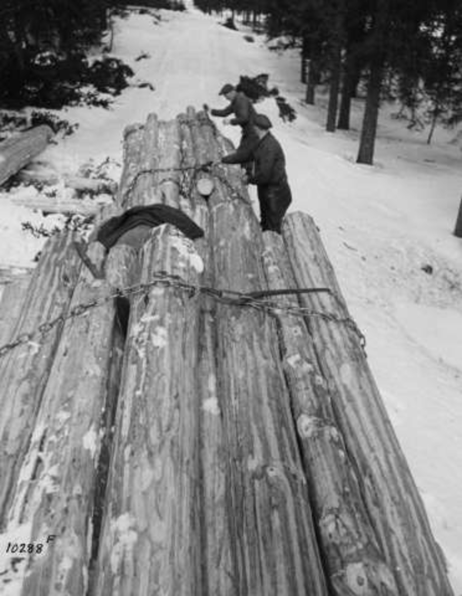Anders Beer Wilse, Menn arbeider med å frakte tømmer i skogen.