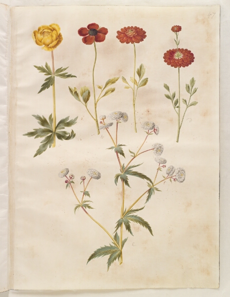 Hans Simon Holtzbecker, Trollius europaeus (europæisk engblomme); Ranunculus asiaticus (have-ranunkel); Ranunculus aconitifolius (sølvknap-ranunkel)