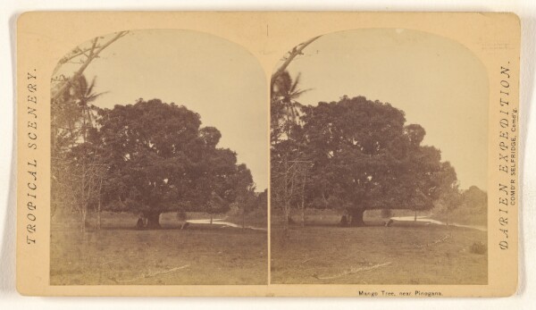 Timothy H. O'Sullivan, Mango Tree, near Pinogana.