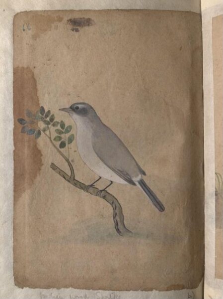 Unknown, Depictions of a Indian spotted dove and a Common Indian wood-shrike of Northern India