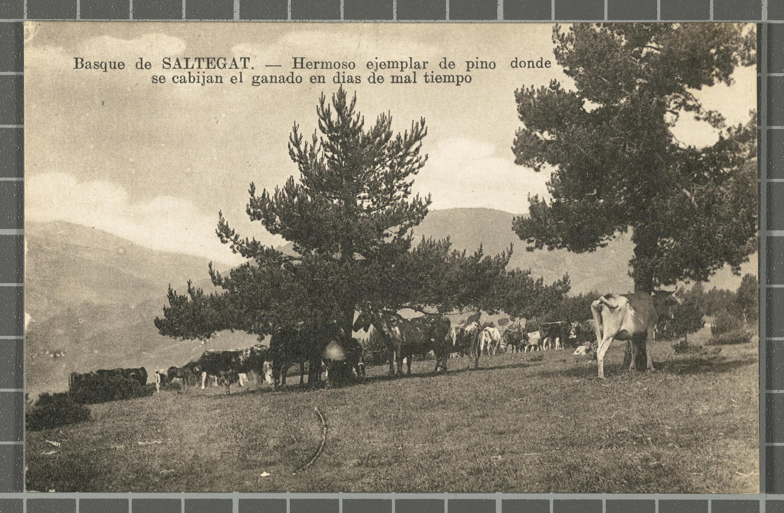 Desconegut, Saltegat.- Hermoso ejemplar de pino donde se cabijan el ganado los dias de mal tiempo