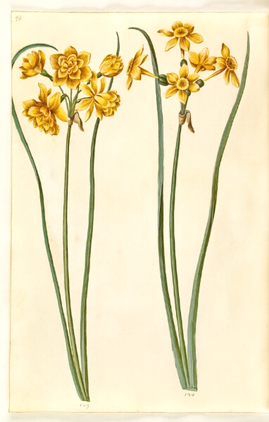 Hans Simon Holtzbecker, Narcissus jonquilla (siv-narcis)