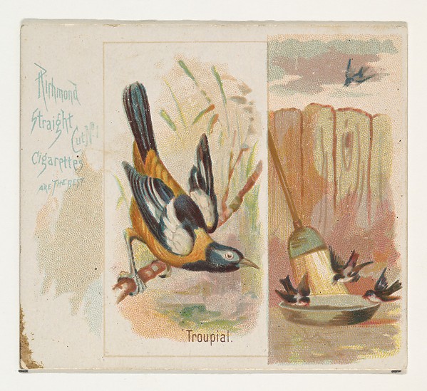 Allen & Ginter, Troupial, from the Song Birds of the World series (N42) for Allen & Ginter Cigarettes