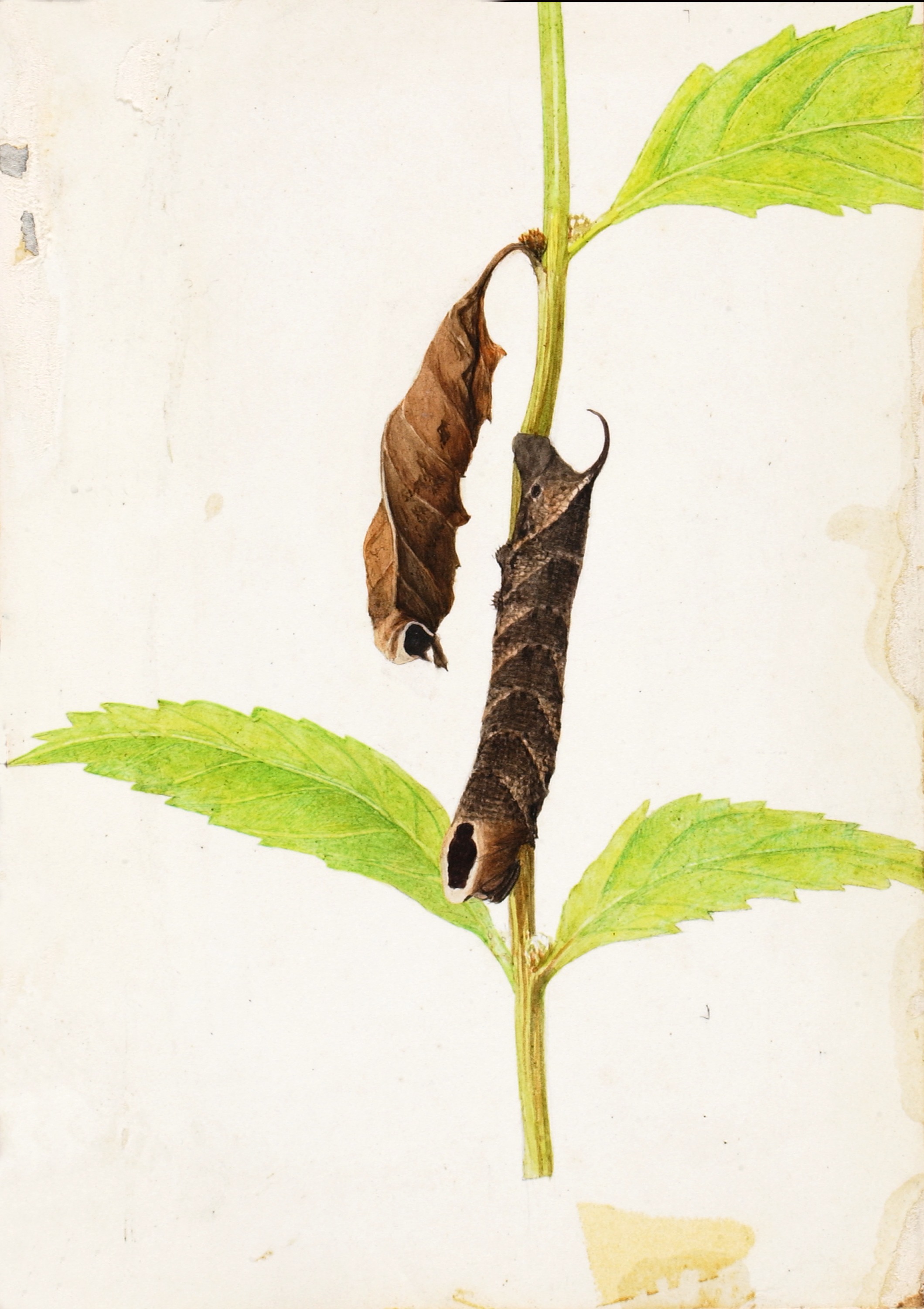 Gerald H. Thayer, Curled Dead Leaf Mimicking Sphinx Caterpillar, study for book Concealing Coloration in the Animal Kingdom