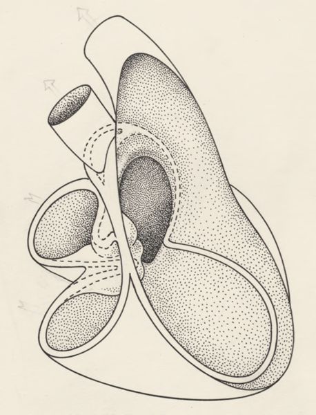 J Tinkelenberg, Part of the heart and circulatory system
