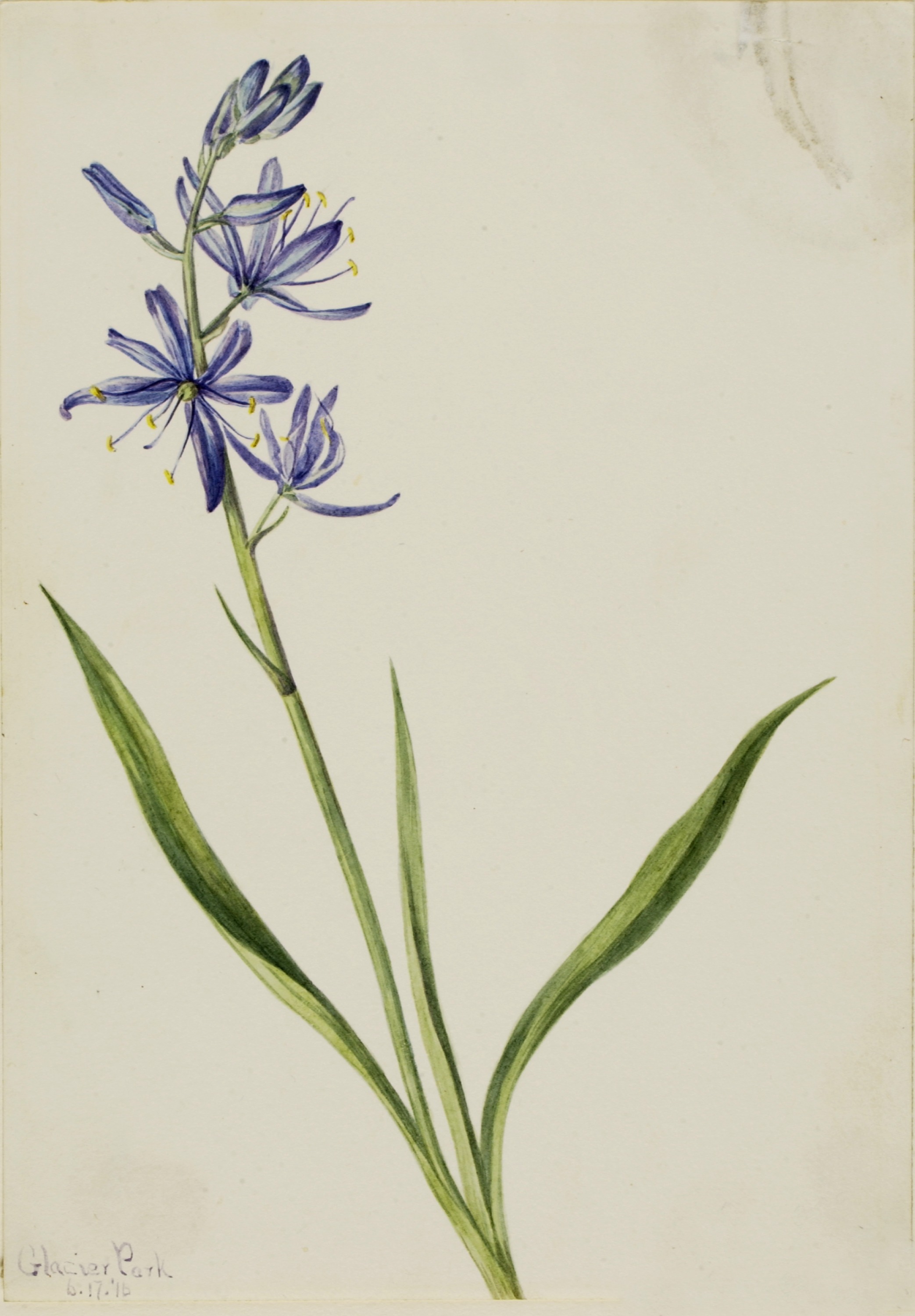 Mary Vaux Walcott, Camas (Quamasia quamash)