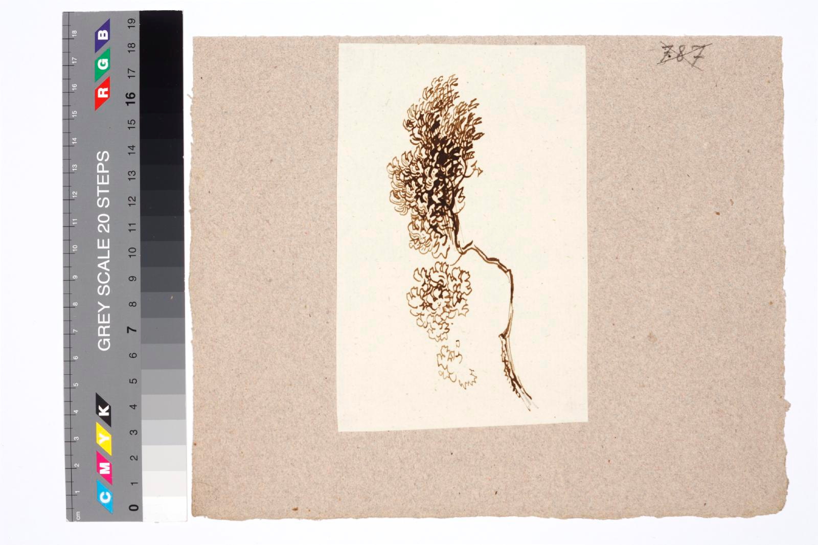 tundmatu kunstnik (autor), tree branch
