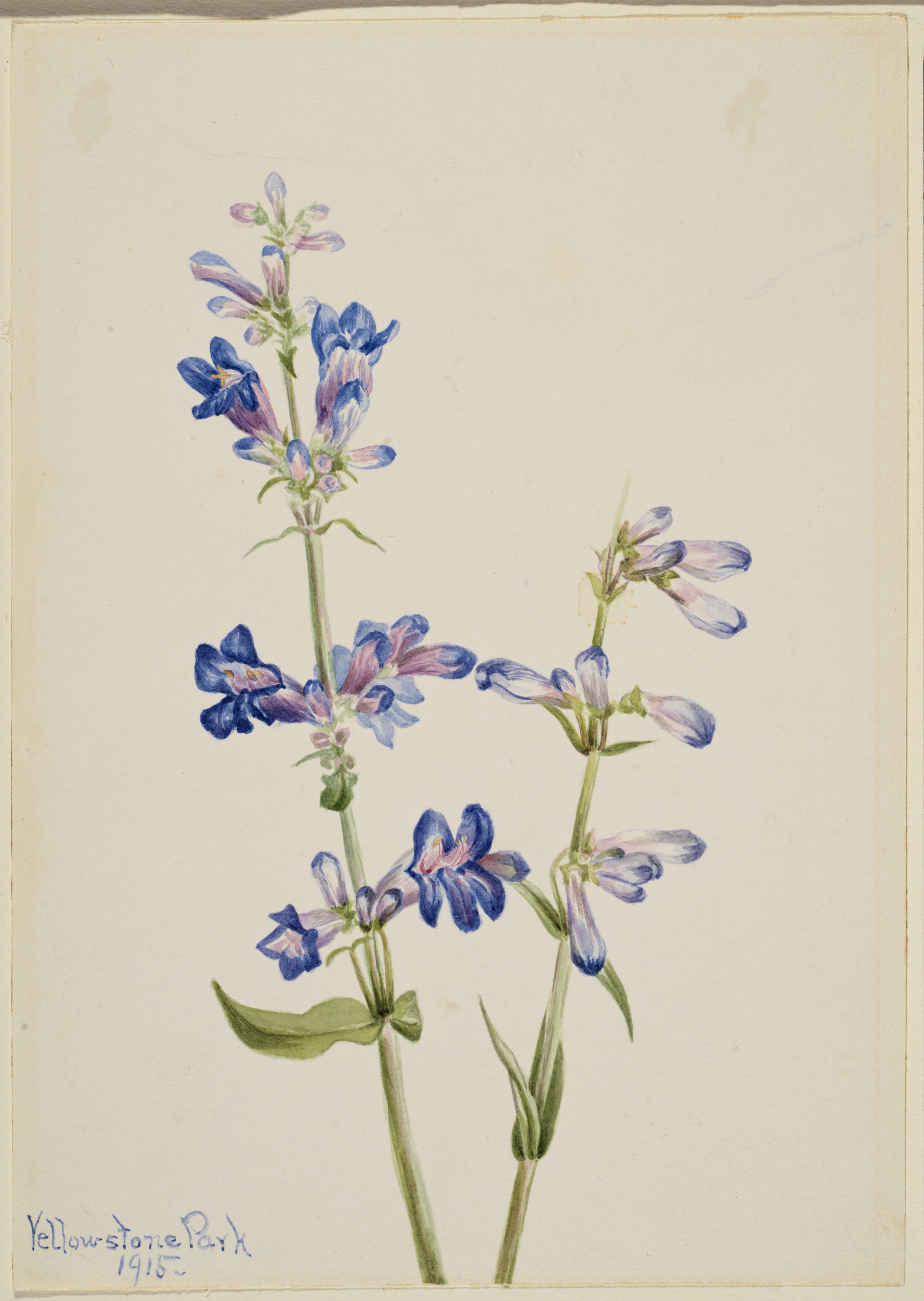 Mary Vaux Walcott, Blue Beard-Tongue (Pentstemon)