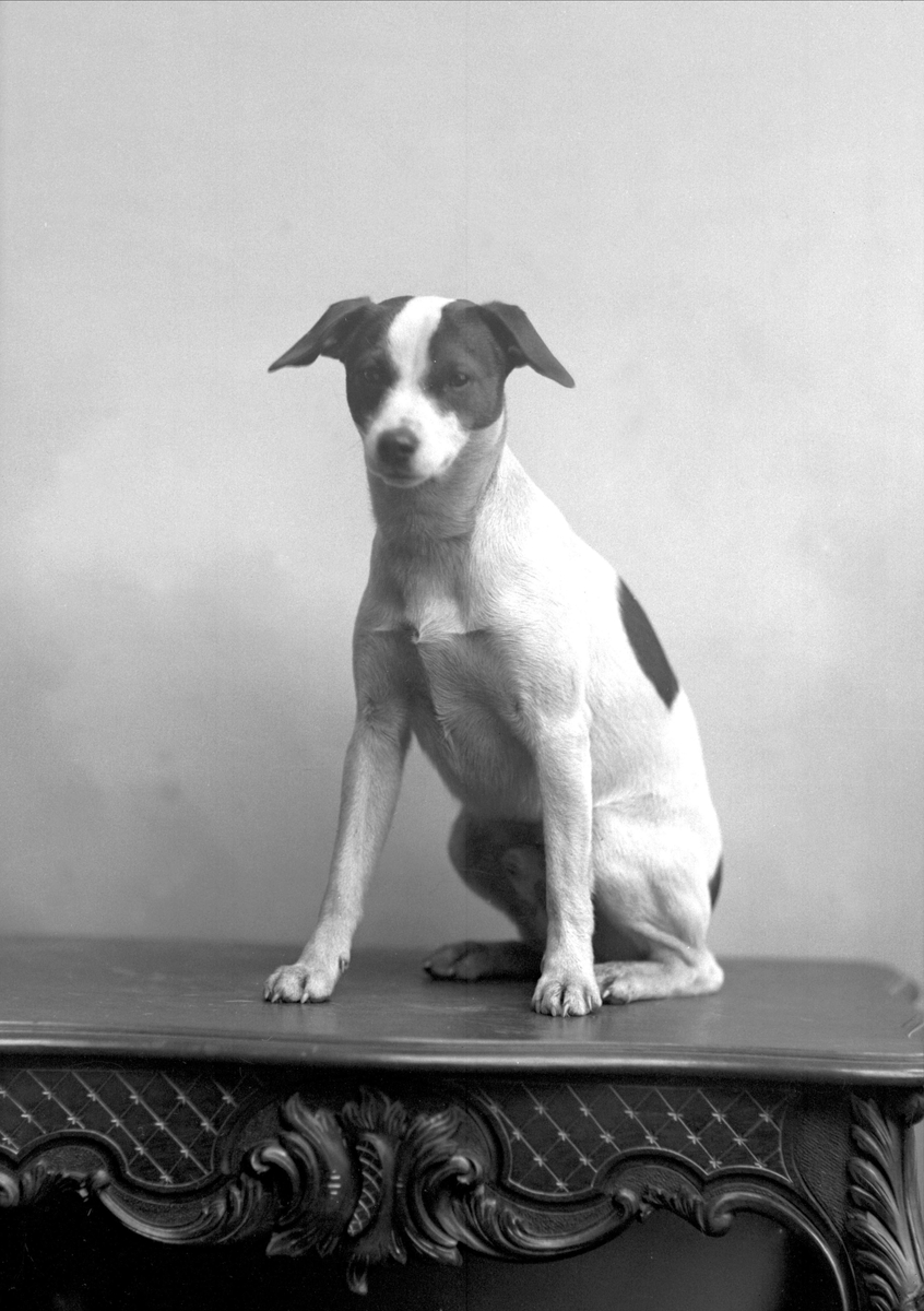Gustav Borgen, Portrett, en hund.
