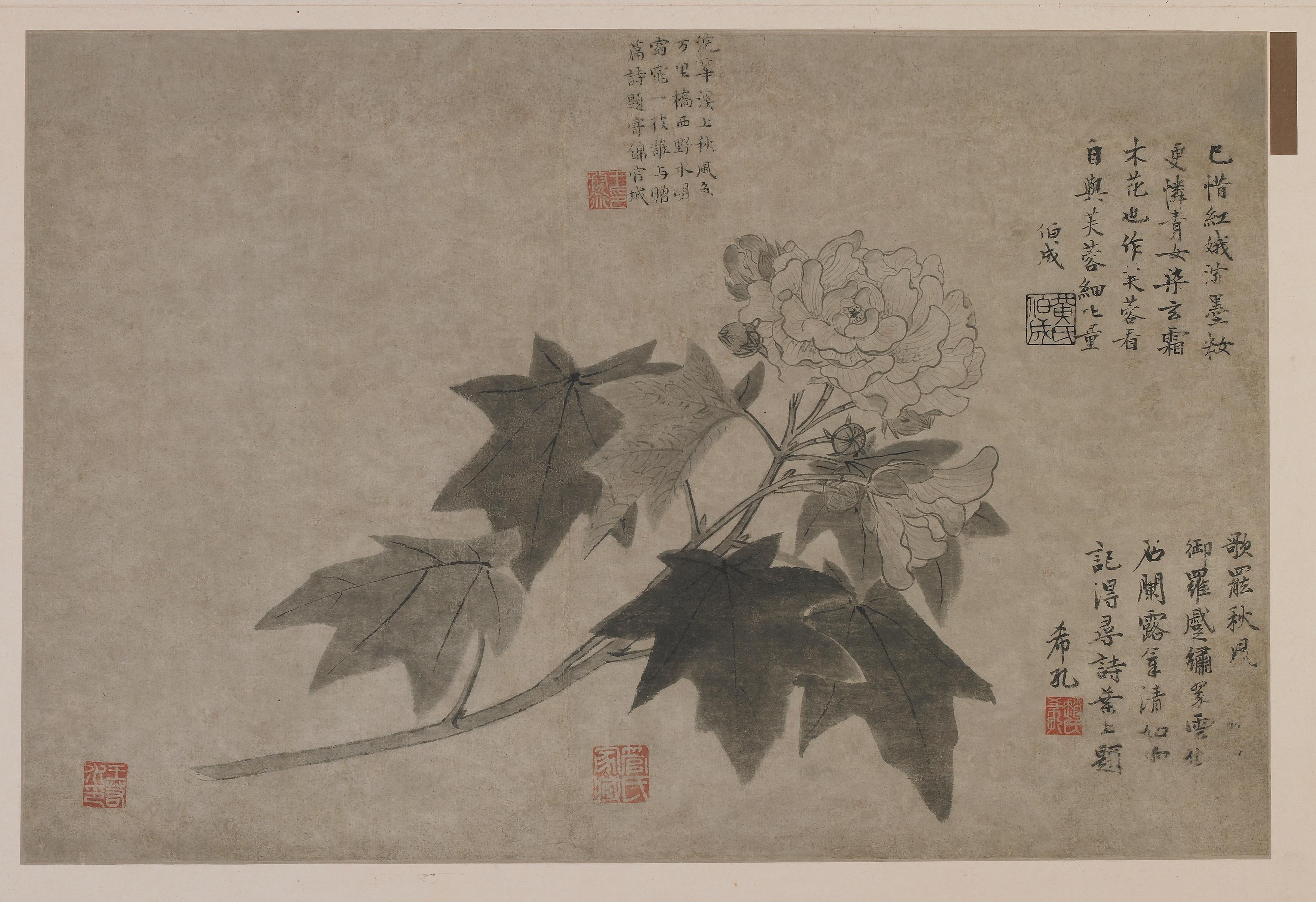 Wang Yuan, Hibiscus