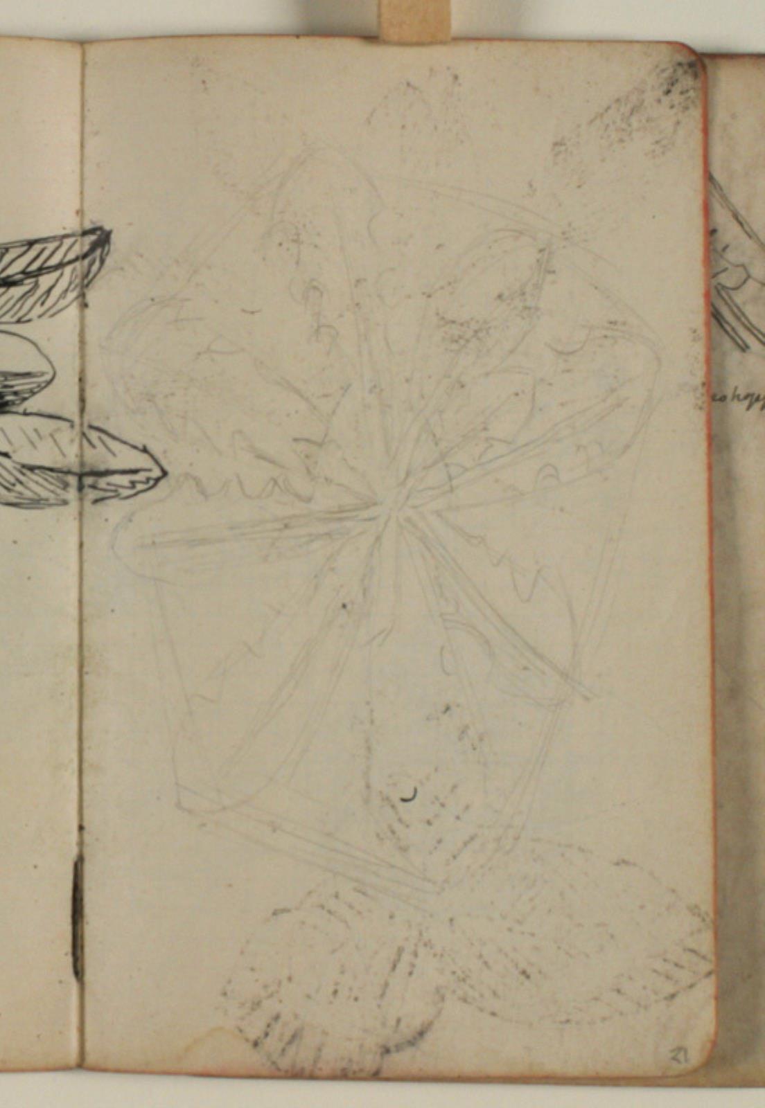 Niels Larsen Stevns, Plantestudie