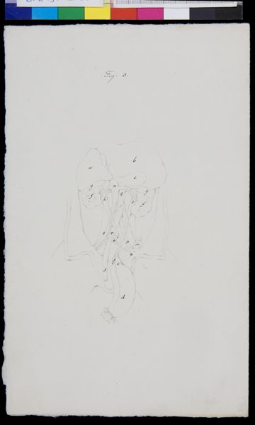Gerard Sandifort, Abdomen, organs (legend)