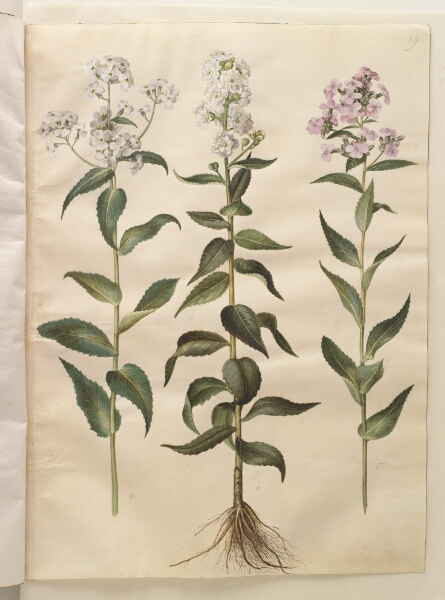 Hans Simon Holtzbecker, Hesperis matronalis (almindelig aftenstjerne)