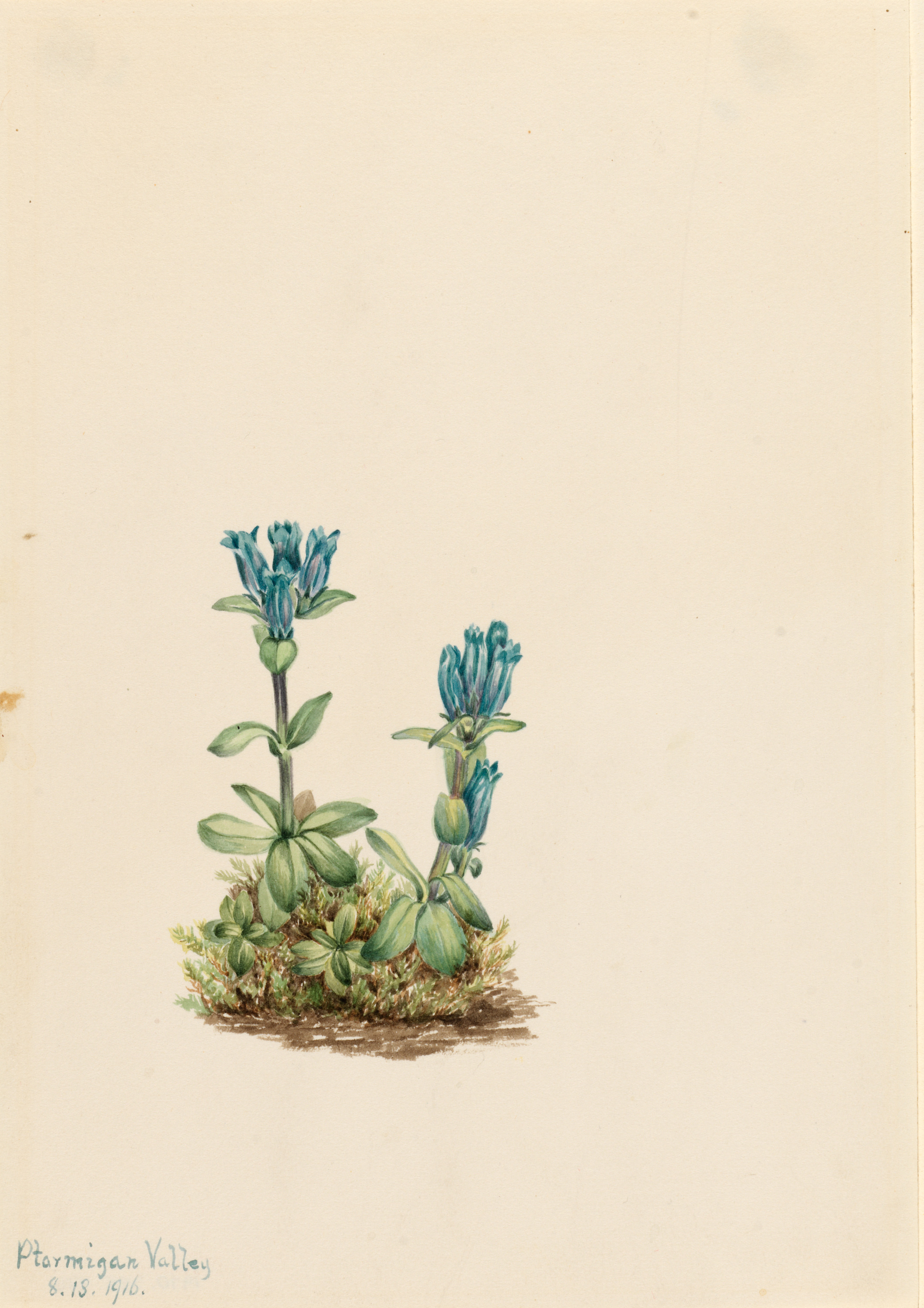 Mary Vaux Walcott, Bluegreen Gentian (Gentiana glauca)