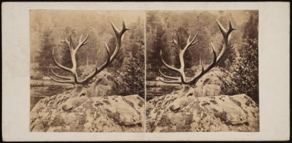 Unknown, A stag's head upon a rock