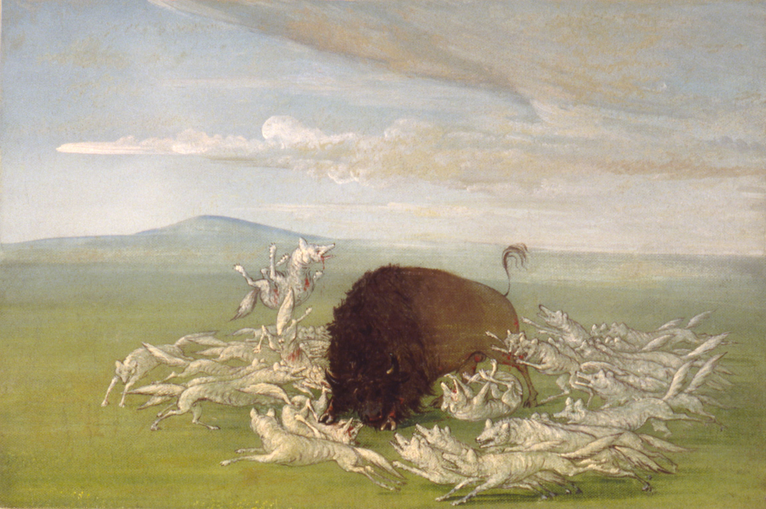 George Catlin, White Wolves Attacking a Buffalo Bull