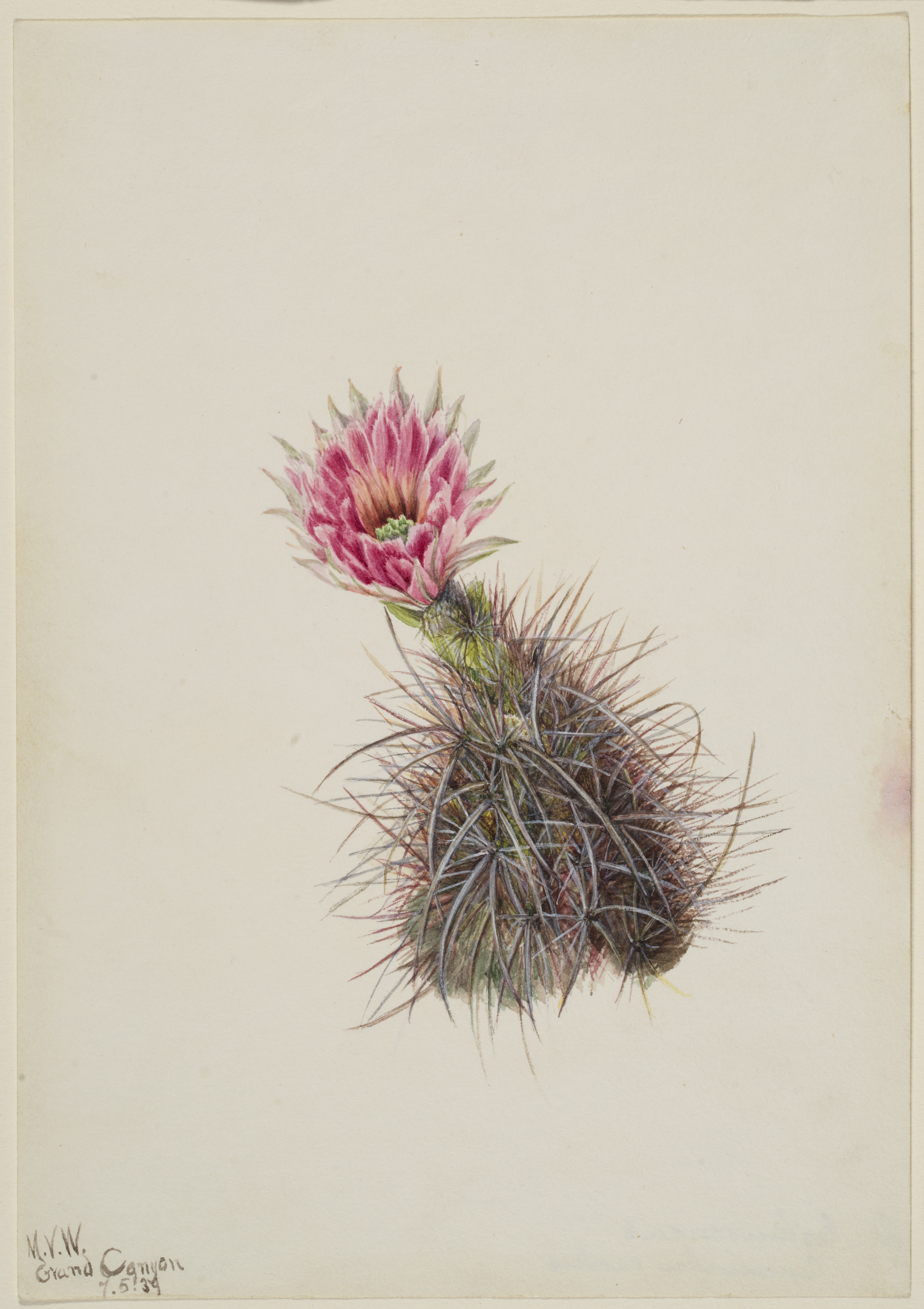 Mary Vaux Walcott, Cucumber Cactus