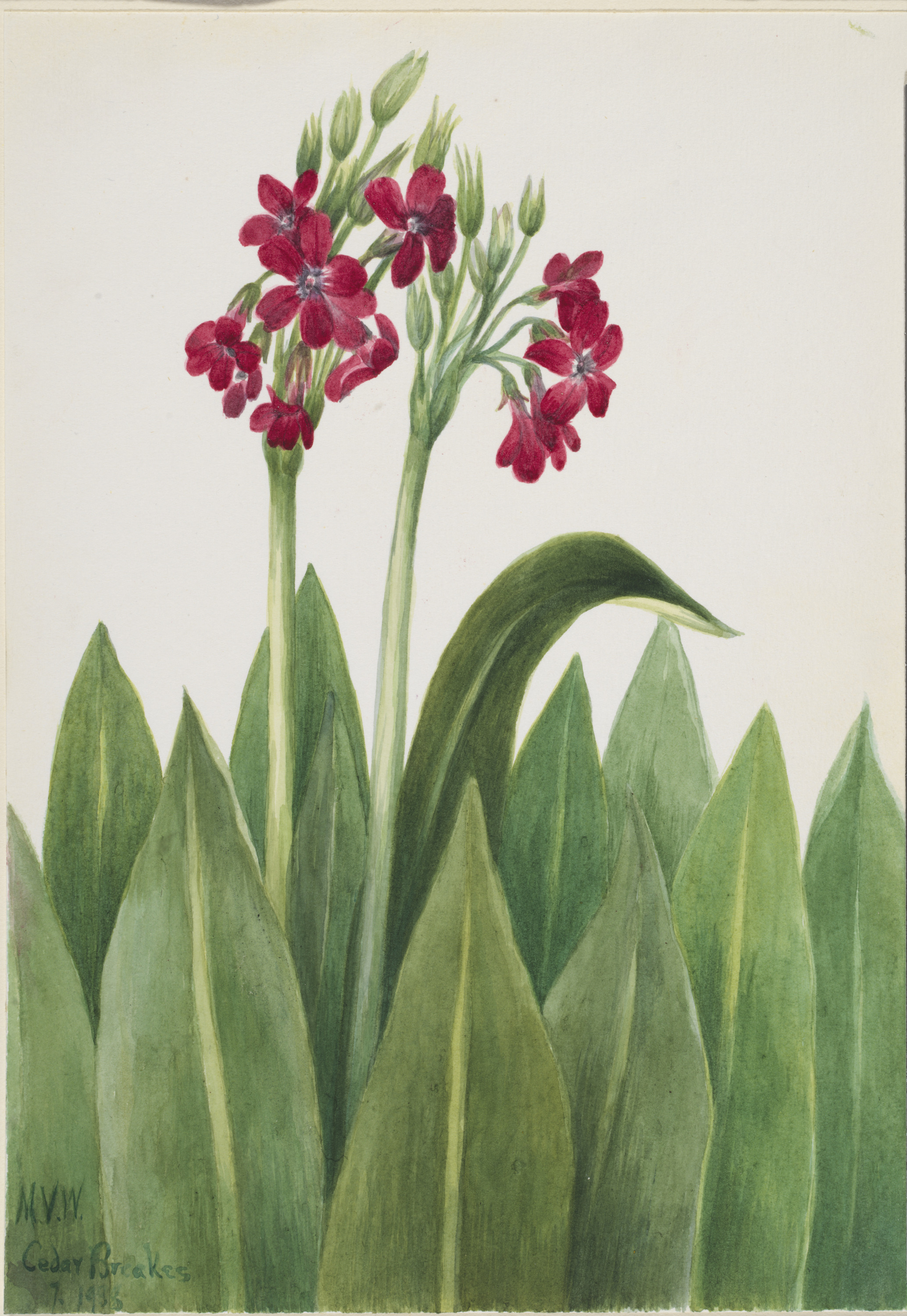 Mary Vaux Walcott, Primrose (Primula parryi)