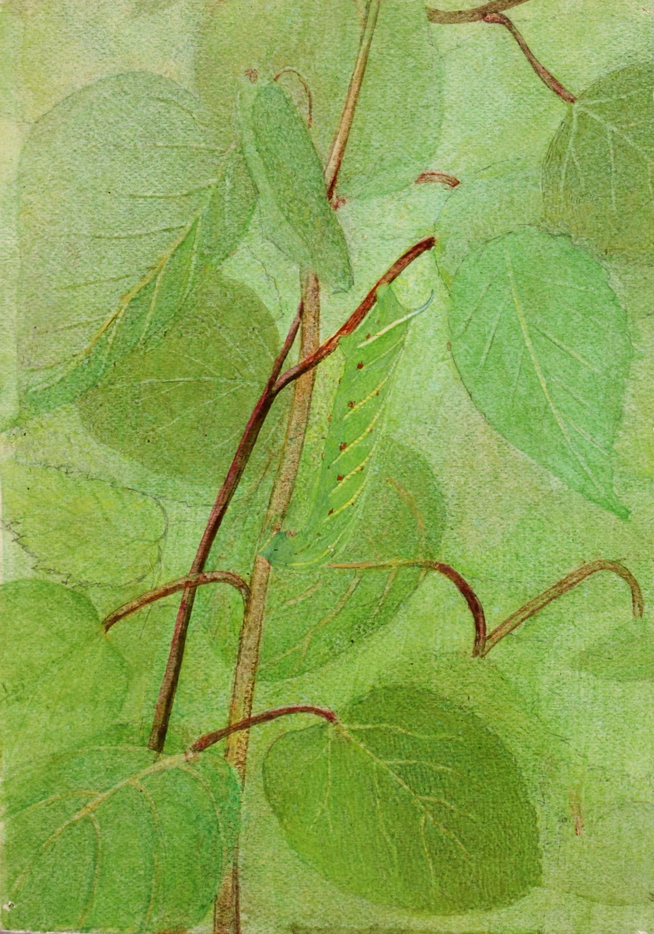 Abbott Handerson Thayer, Sphinx Caterpillar, study for book Concealing Coloration in the Animal Kingdom