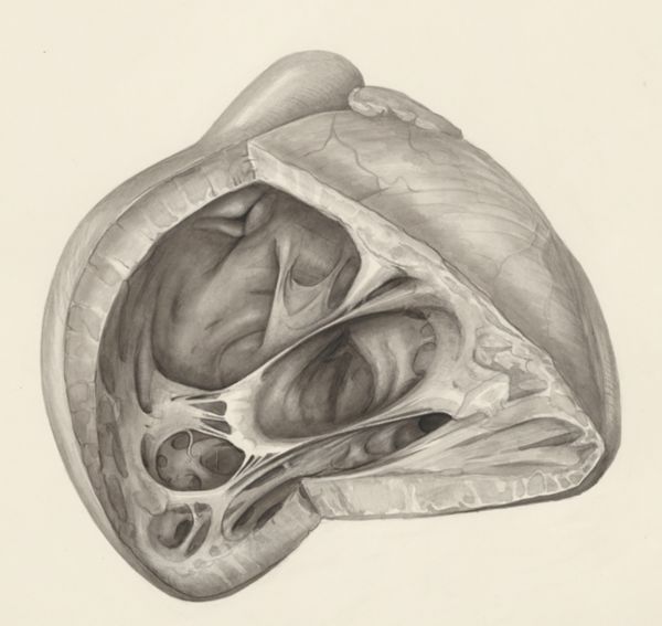 H.G Wetselaar, Heart