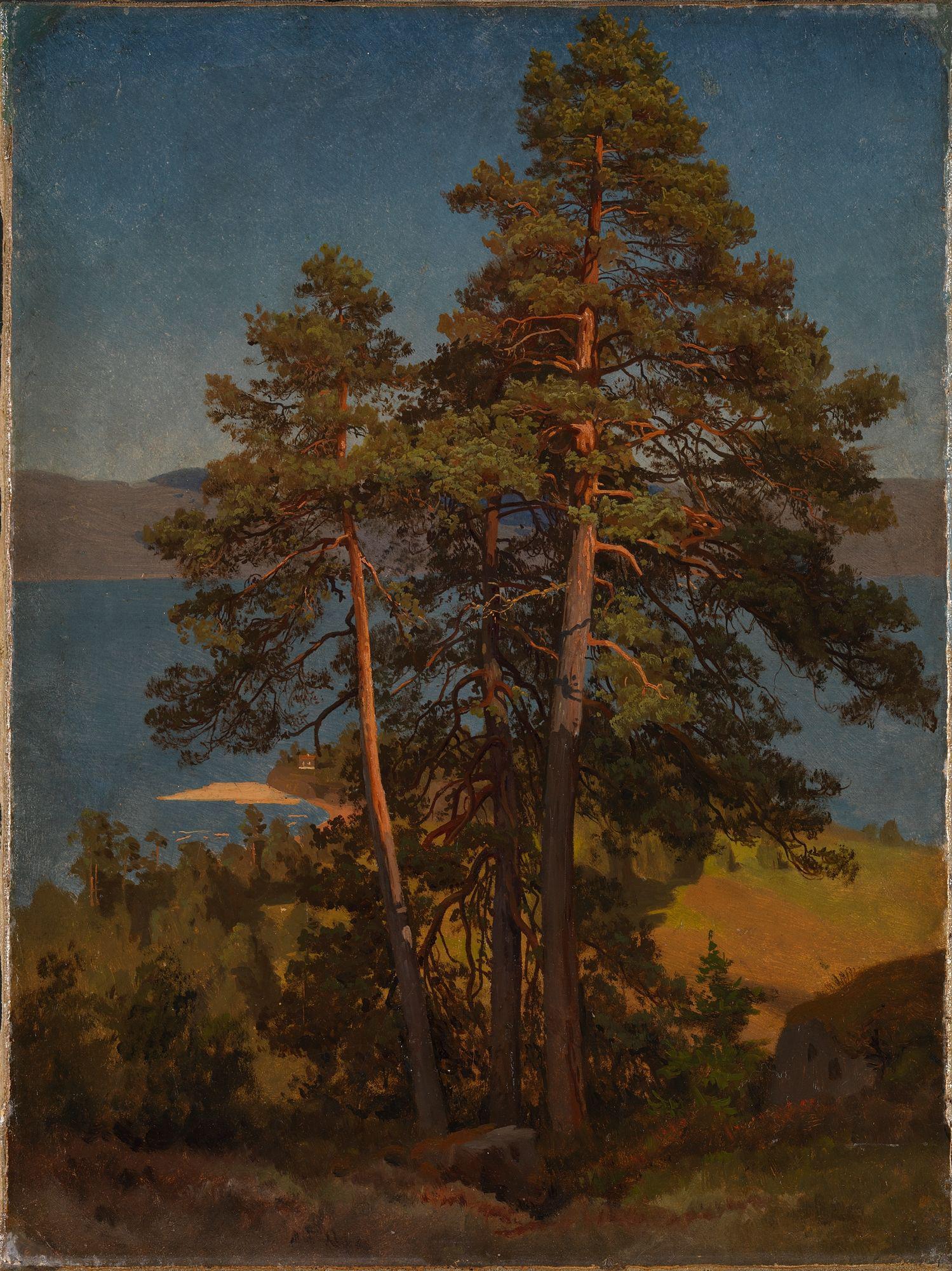 August Cappelen, Pinetrees