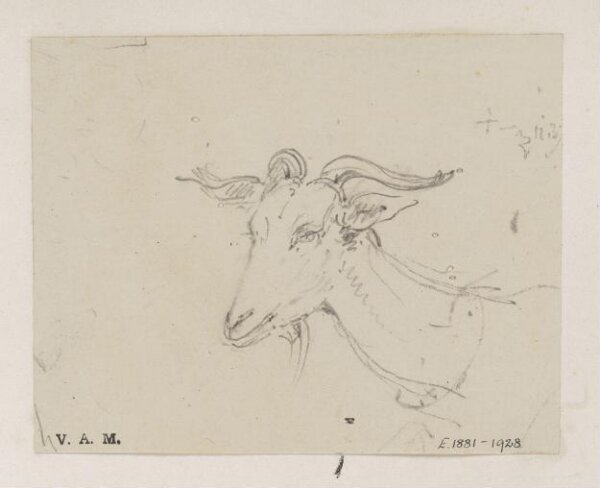 George Chinnery, The head and neck of a goat