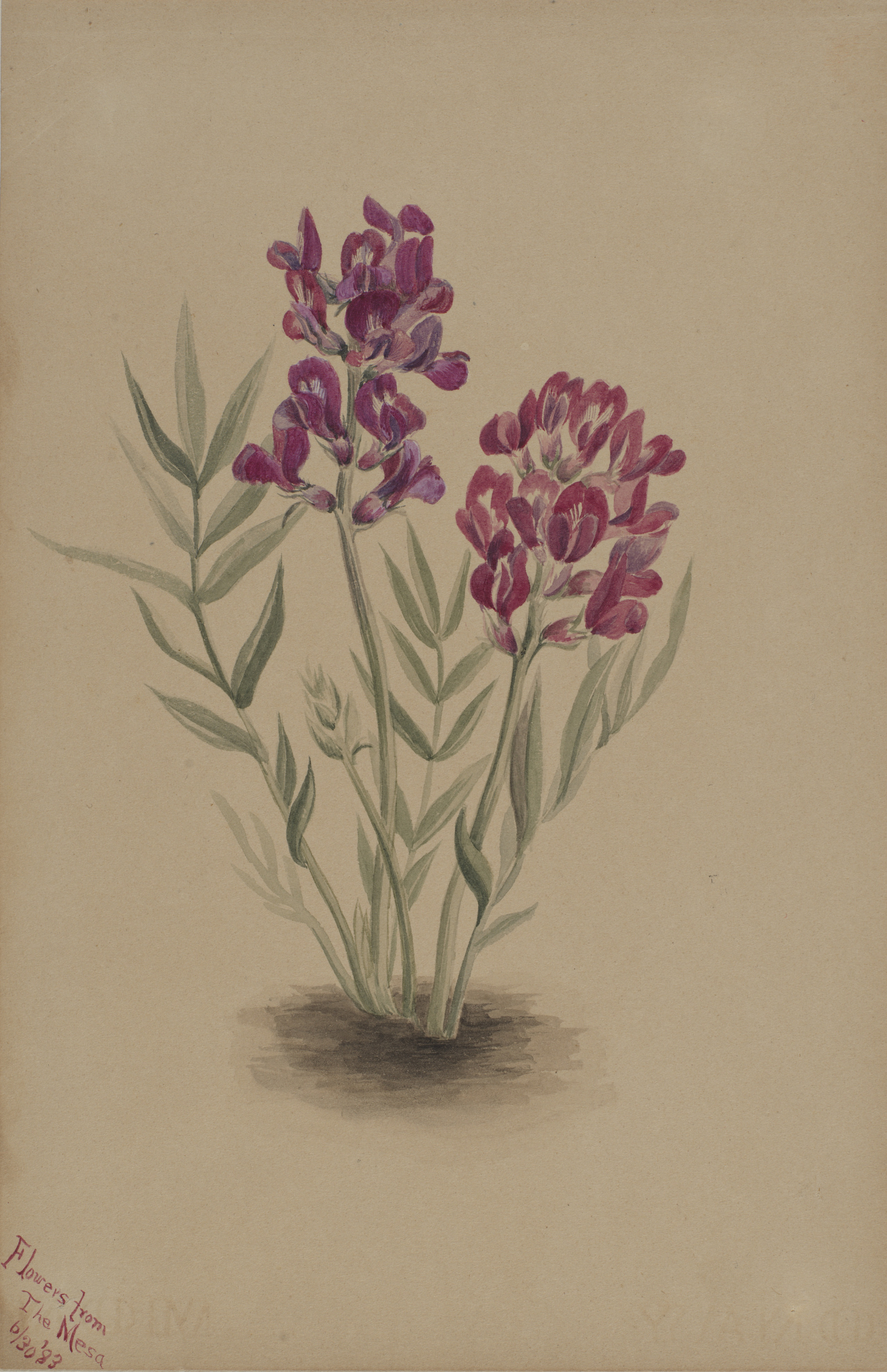Mary Vaux Walcott, Flowers from the Mesa
