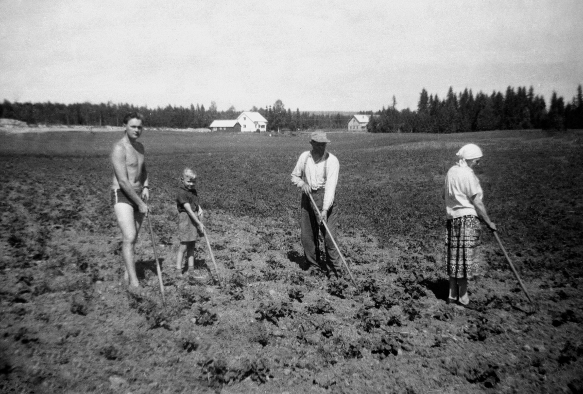 Anno Domkirkeodden, POTETRENSKING, GRUPPE: 4, VOKSNE OG BARN ARBEIDER, VESTGÅRD, VESTGAARD,