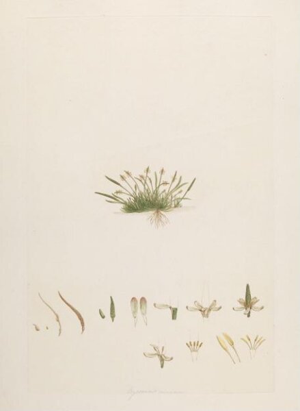 John Miller, Print