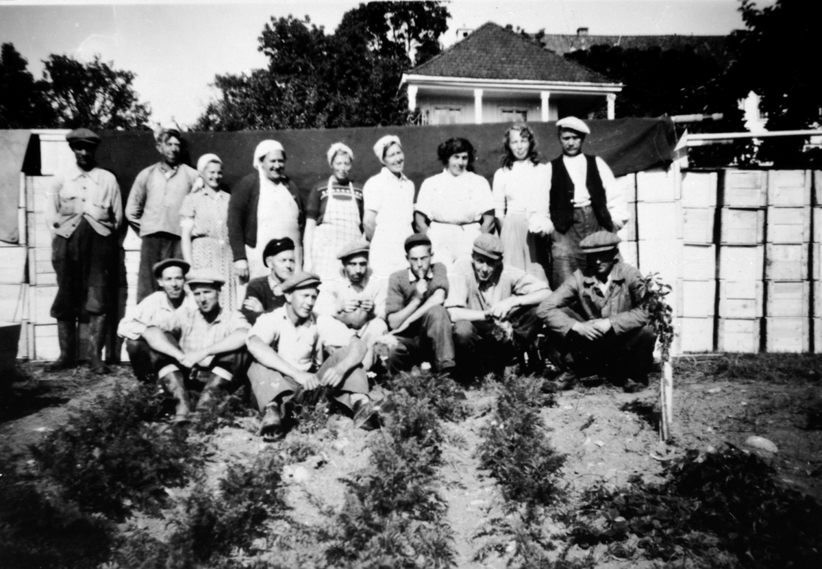 Anno Domkirkeodden, Epleplukkere på Hoel gård, Nes, Hedmark. Bak fra venstre er Petter Torp, Tore Edvardsen, Ingeborg Christensen, Anna Arnestuen, Oddbjørg Nicolaisen, Jenny Ekeberg, Gudrun Johansen, Ellen Evensen, Nicolai Evensen. Sittende fra venstre er Gunnar Pettersen, Johan Hagbartsen, Emil Søberg, Arve Edvardsen…