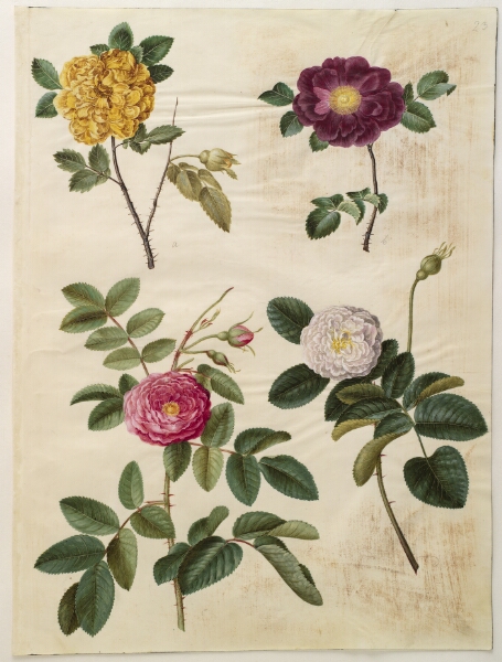 Hans Simon Holtzbecker, Rosa hemisphaerica (svovlgul rose); Rosa gallica (fløjls-rose); Rosa ×damascena (damascener-rose)