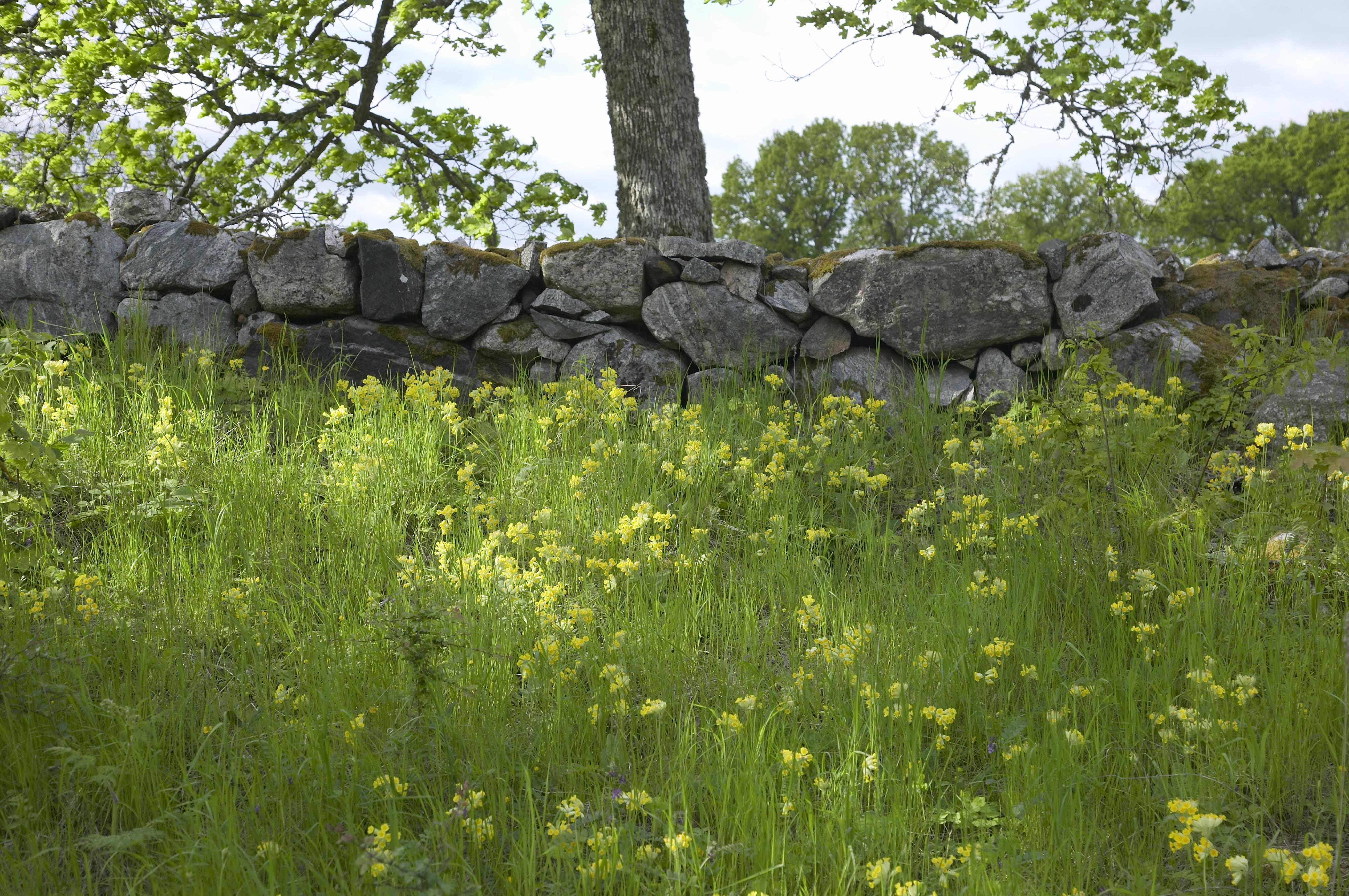 Bengt A Lundberg, Vårfruberga klosterruin
