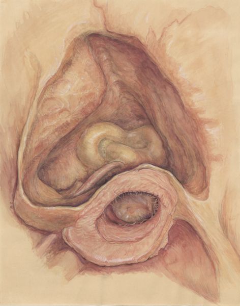J Wetselaar-Whittaker, Throat seen from below