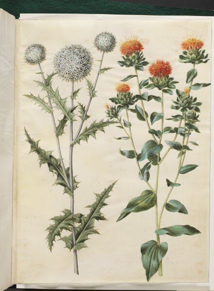 Hans Simon Holtzbecker, Echinops sphaerocephalus (almindelig tidselkugle); Carthamus tinctorius (gul saflortidsel)